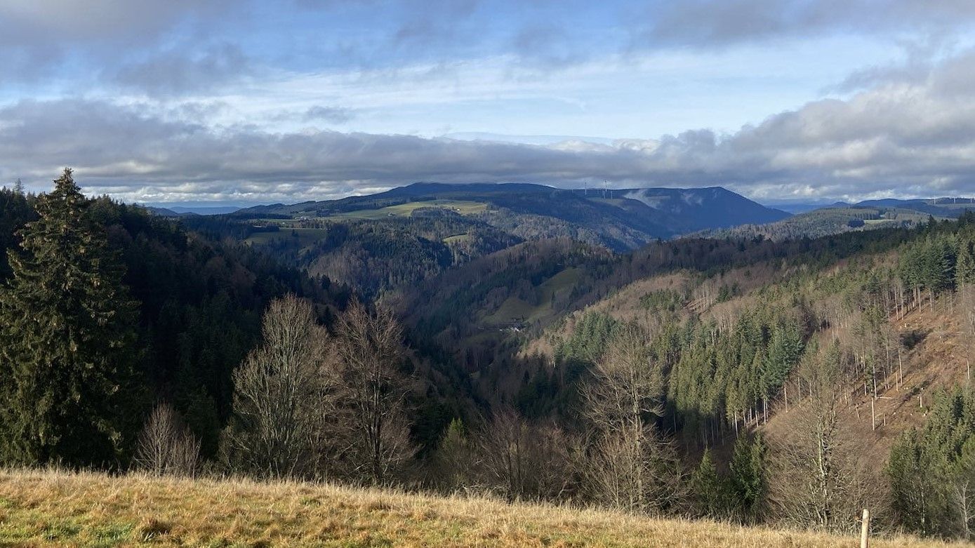 Blick in den Schwarzwald